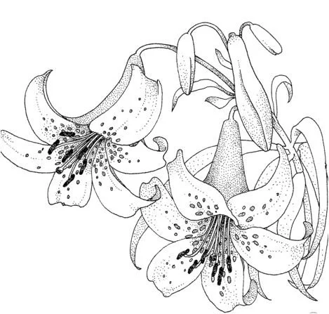 Desenhos de Lirios Para Colorir 1