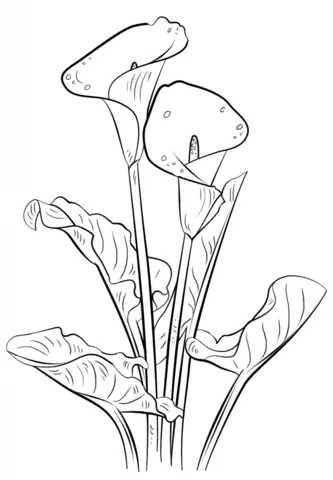 Desenhos de Lirios Para Colorir 13