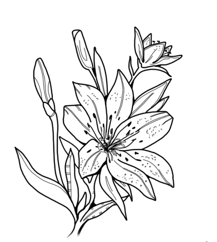 Desenhos de Lirios Para Colorir 14
