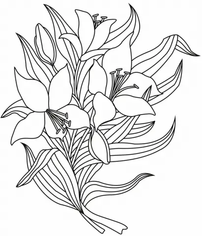 Desenhos de Lirios Para Colorir 16