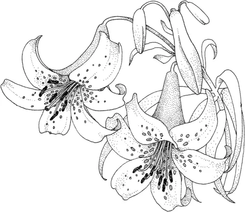 Desenhos de Lirios Para Colorir 17