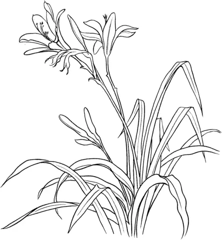 Desenhos de Lirios Para Colorir 18