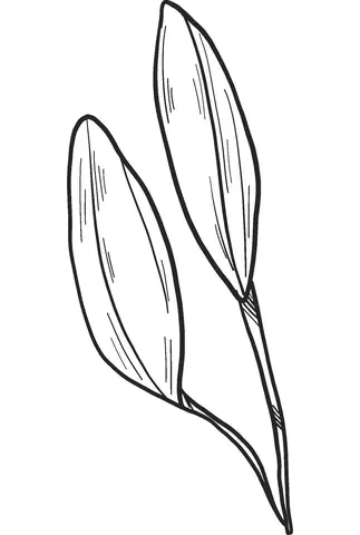 Desenhos de Lirios Para Colorir 19
