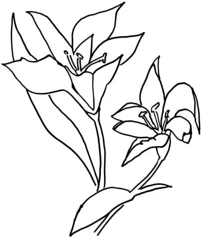 Desenhos de Lirios Para Colorir 20