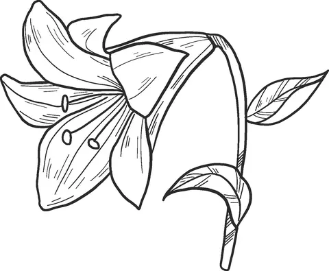 Desenhos de Lirios Para Colorir 22
