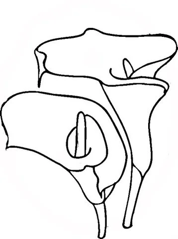 Desenhos de Lirios Para Colorir 23