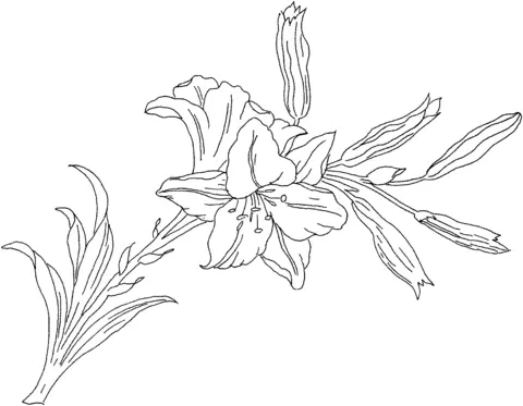 Desenhos de Lirios Para Colorir 24