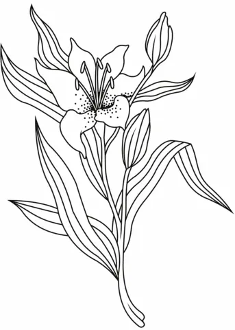 Desenhos de Lirios Para Colorir 27