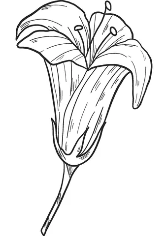 Desenhos de Lirios Para Colorir 29