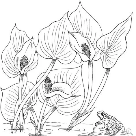 Desenhos de Lirios Para Colorir 3