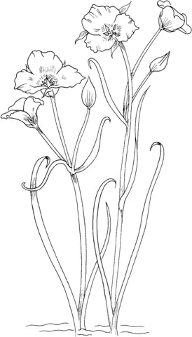 Desenhos de Lirios Para Colorir 30
