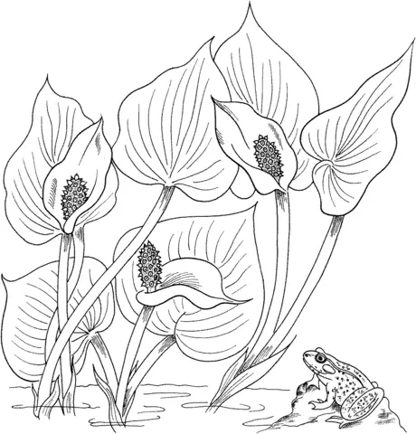 Desenhos de Lirios Para Colorir 32