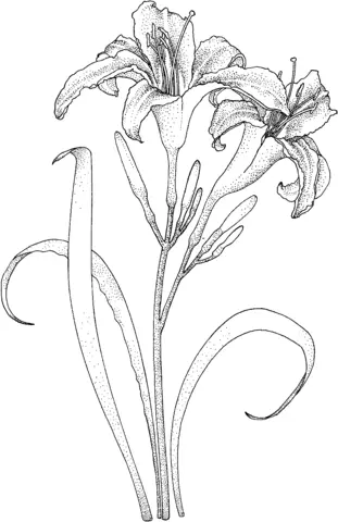 Desenhos de Lirios Para Colorir 33