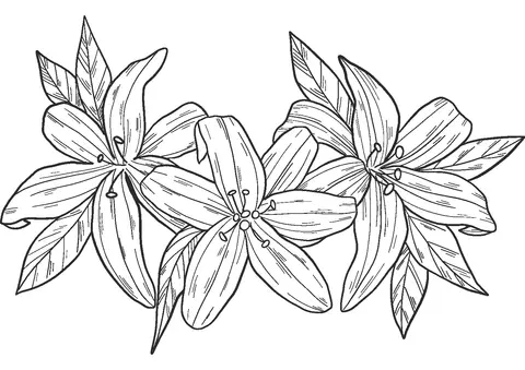 Desenhos de Lirios Para Colorir 35