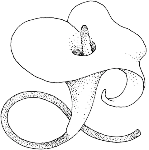 Desenhos de Lirios Para Colorir 36