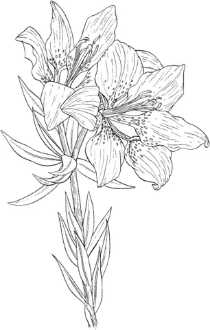 Desenhos de Lirios Para Colorir 4