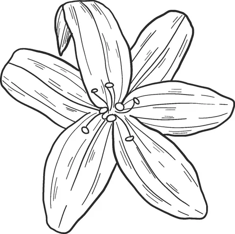 Desenhos de Lirios Para Colorir 40
