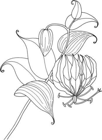 Desenhos de Lirios Para Colorir 41