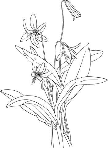 Desenhos de Lirios Para Colorir 42