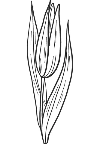 Desenhos de Lirios Para Colorir 44