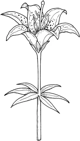 Desenhos de Lirios Para Colorir 48