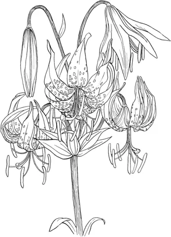 Desenhos de Lirios Para Colorir 49