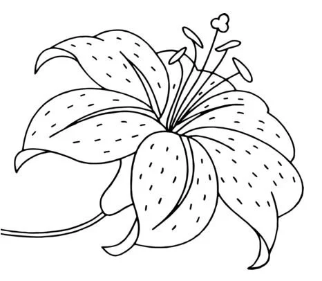 Desenhos de Lirios Para Colorir 5