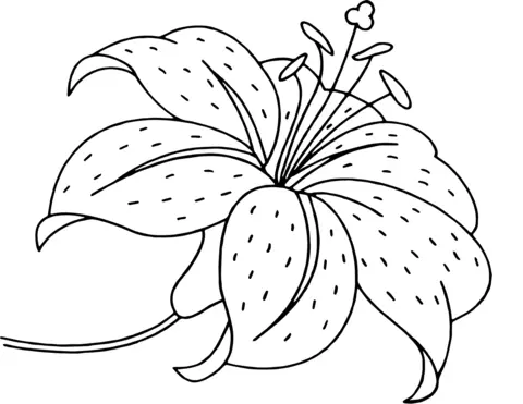 Desenhos de Lirios Para Colorir 6
