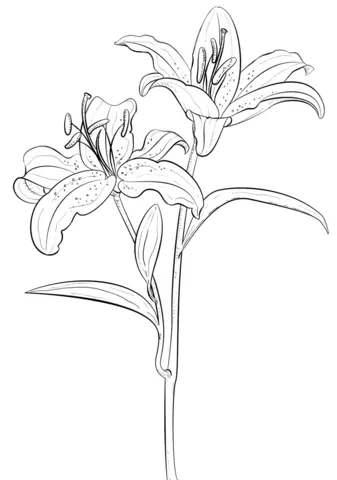 Desenhos de Lirios Para Colorir 7