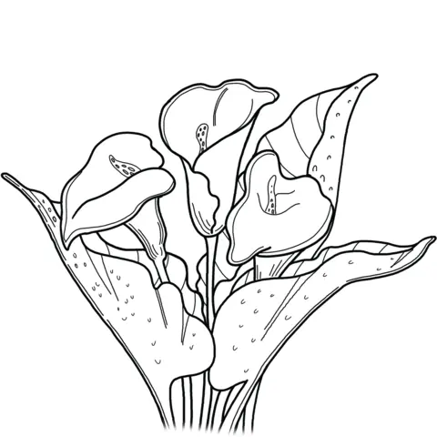 Desenhos de Lirios Para Colorir 8