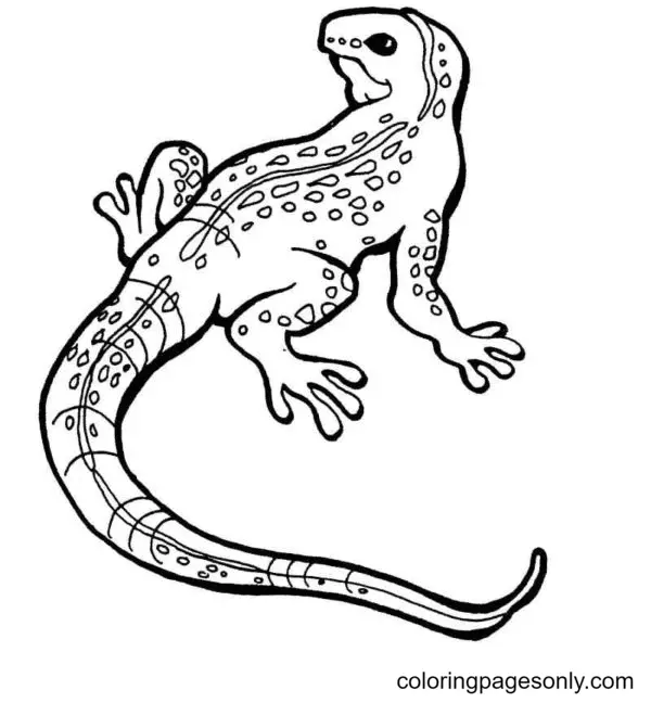 Desenhos de Lagarto Para Colorir 17