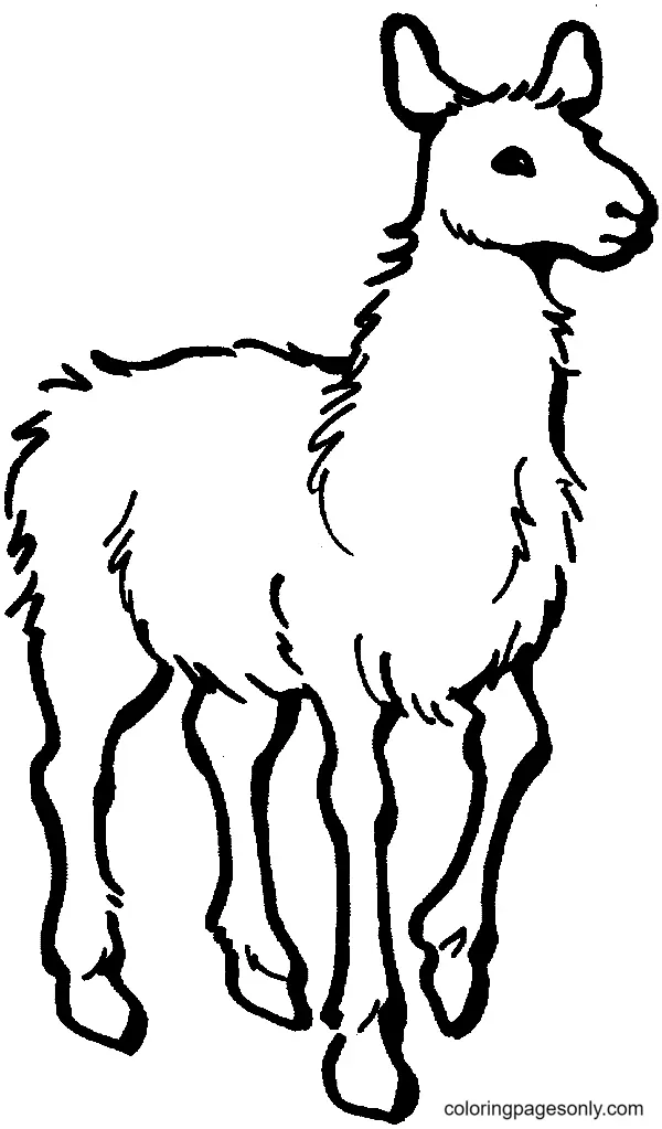 Llama Coloring Pages 35