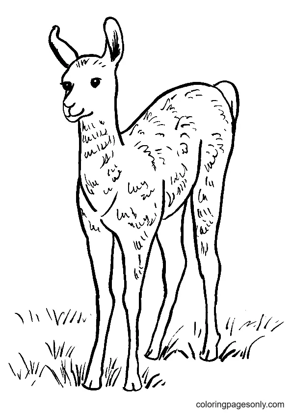 Llama Coloring Pages 41