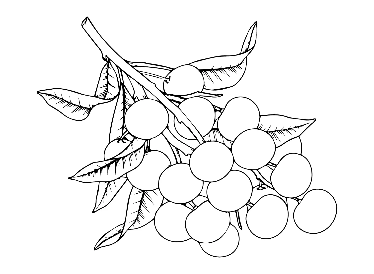 Desenhos de Longan Para Colorir 16