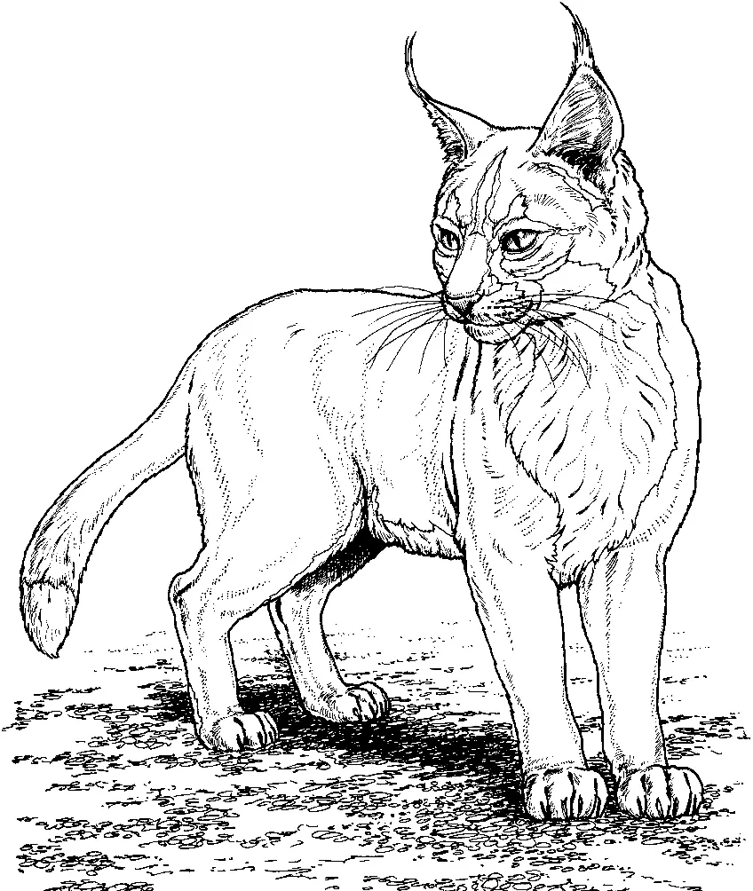 Lynx Coloring Pages 11