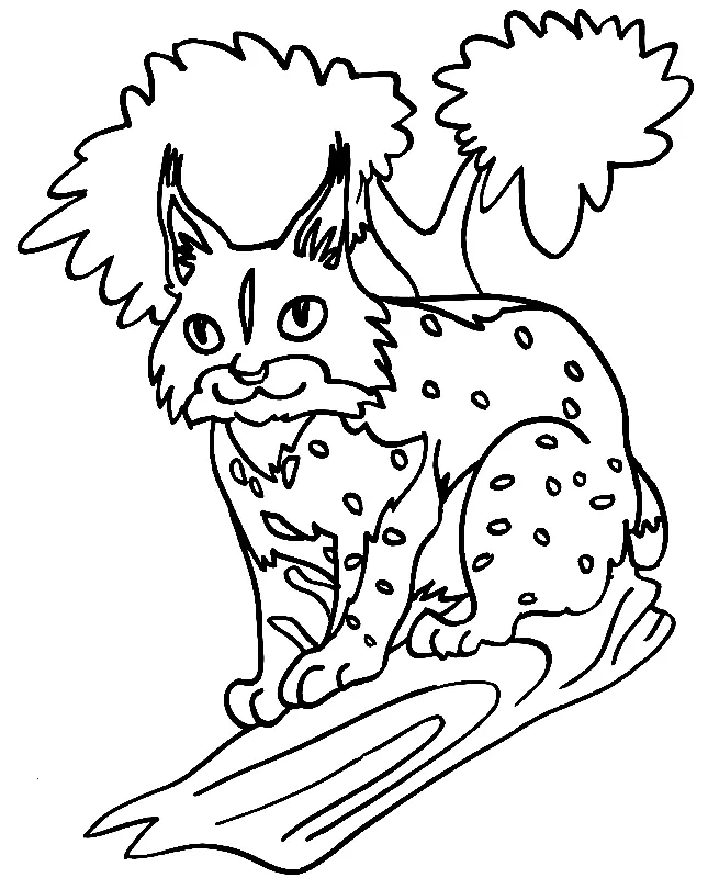 Lynx Coloring Pages 33