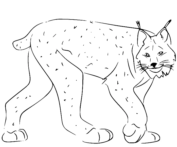Lynx Coloring Pages 35