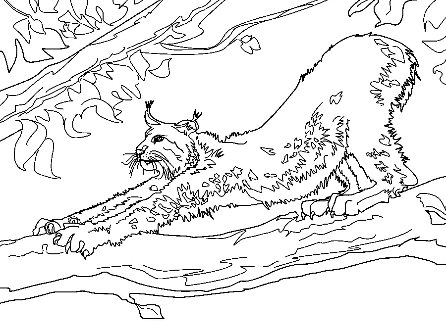 Lynx Coloring Pages 44