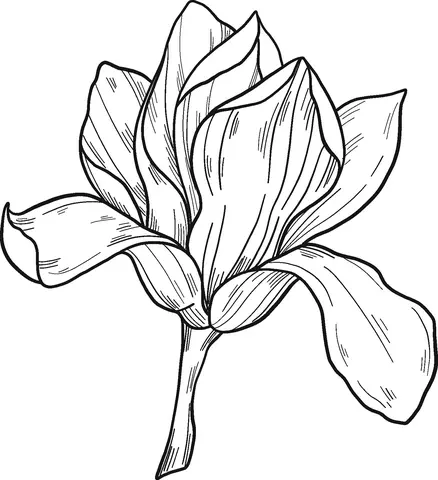 Magnolia Coloring Pages 14