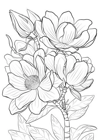 Magnolia Coloring Pages 23