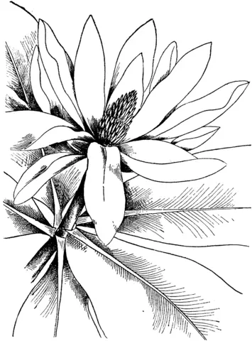 Magnolia Coloring Pages 24