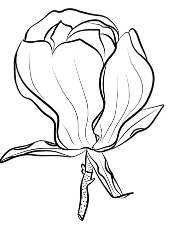 Magnolia Coloring Pages 31