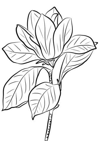 Magnolia Coloring Pages 32