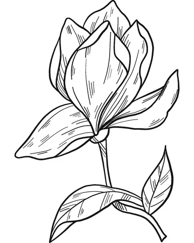 Magnolia Coloring Pages 4