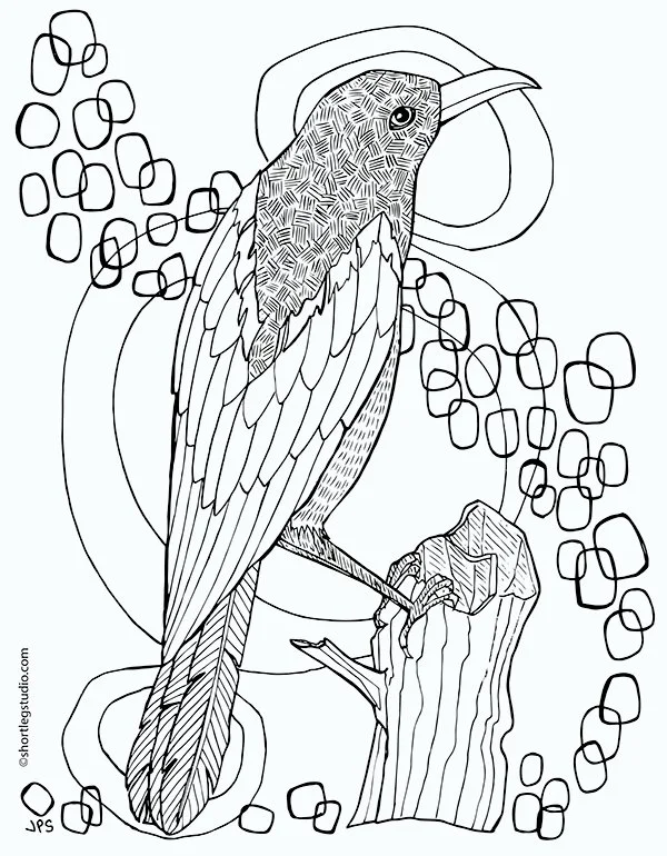 Urraca Para Colorear 1