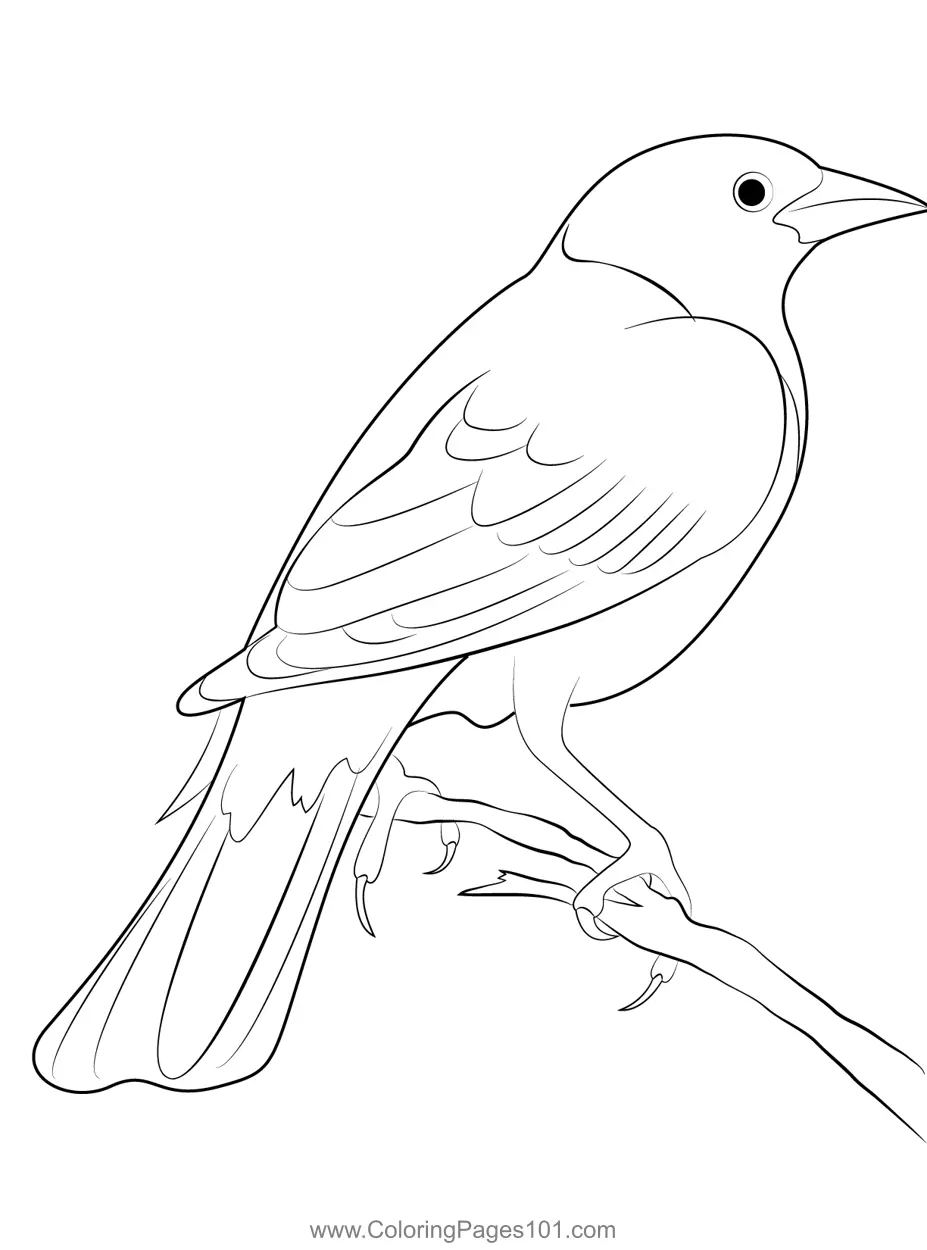 Urraca Para Colorear 13