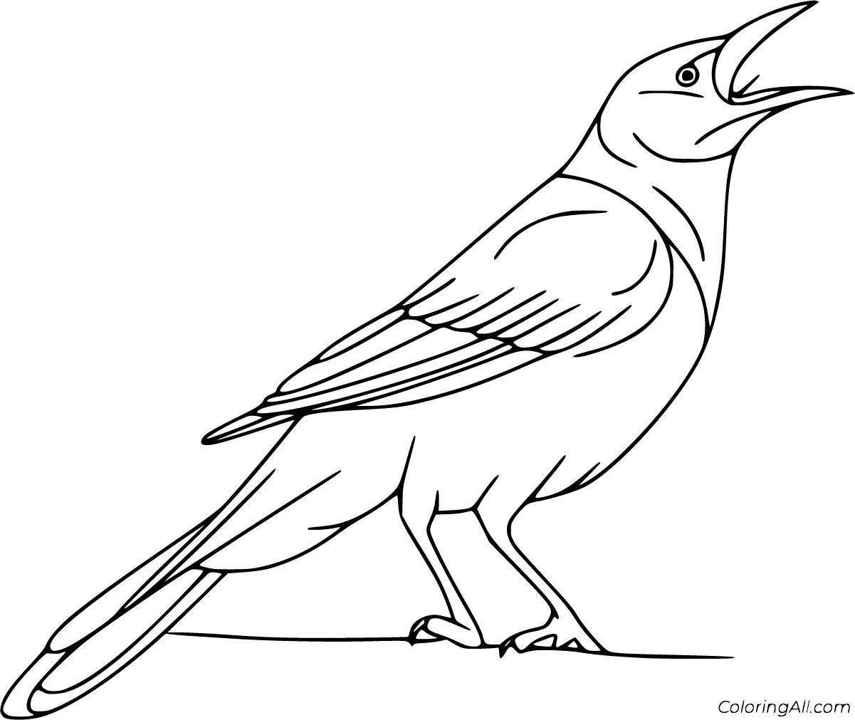 Urraca Para Colorear 14