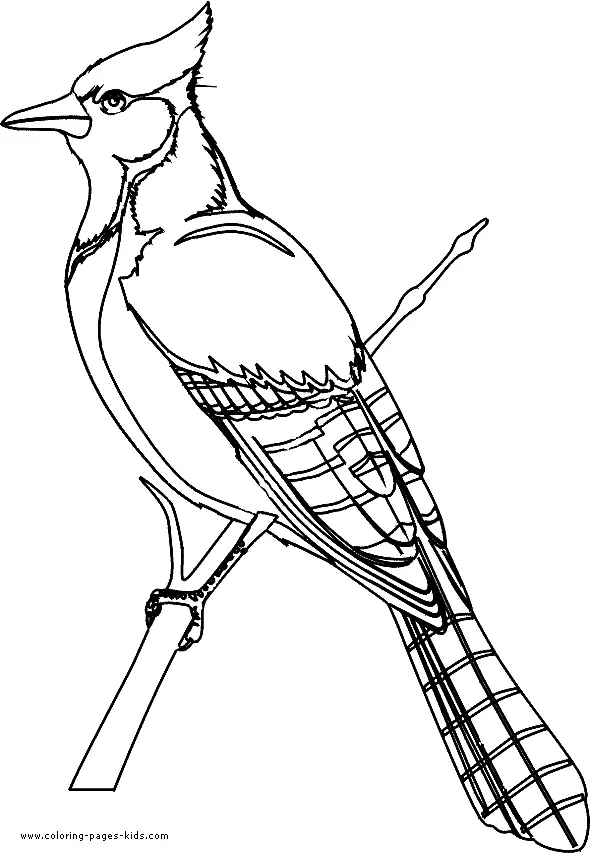 Urraca Para Colorear 26