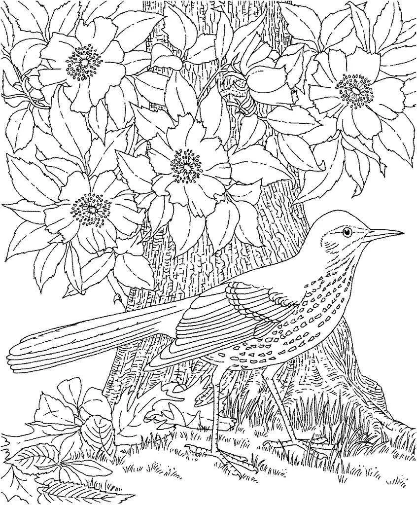 Urraca Para Colorear 29