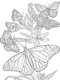 Mandala Coloring Pages 26